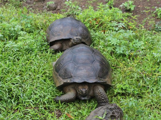 淹城野生動物世界