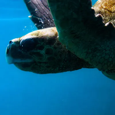 Хоумстей в г. Мотобу