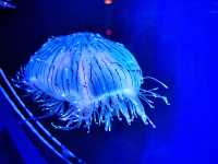 【連島沙洲上嘅水族館｜福岡「海洋世界海之中道」水族館】