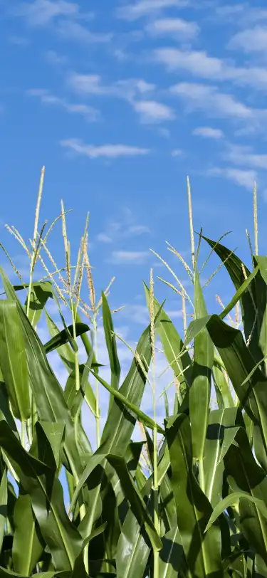 Hotels With Bar in Indiana, United States