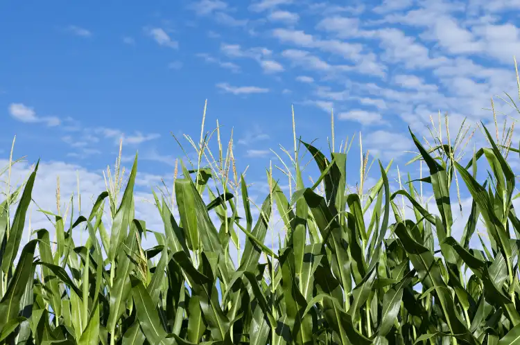 Hotels With Wifi in Indiana, United States