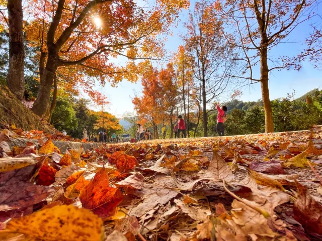 欣澳海濱小楓香林一日遊