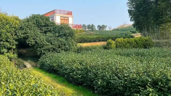 豐義景區