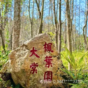 大棠