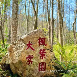 大棠