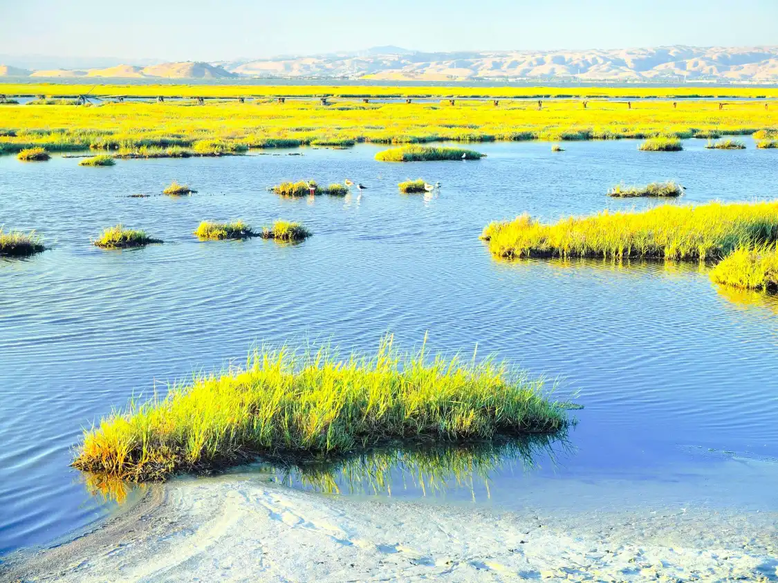 Hotels near Baylands Nature Preserve