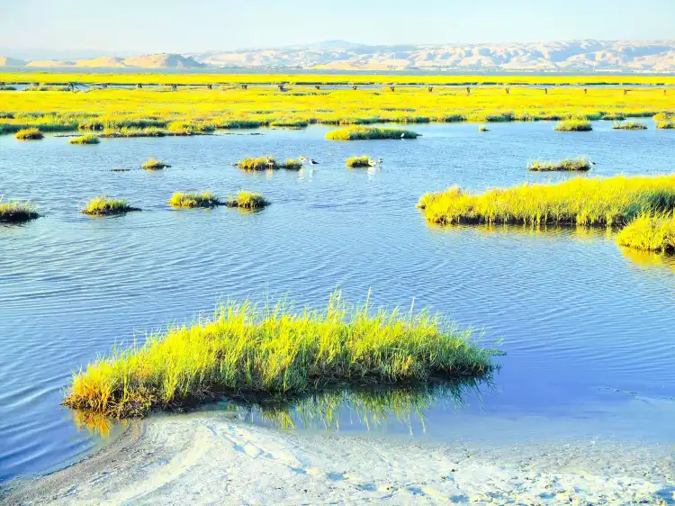 Hotels near Baylands Nature Preserve