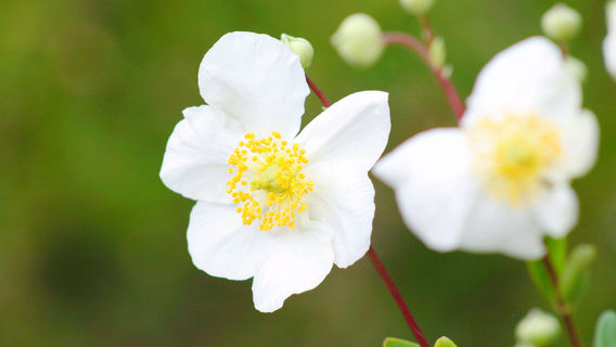 The Lost Gardens of Heligan