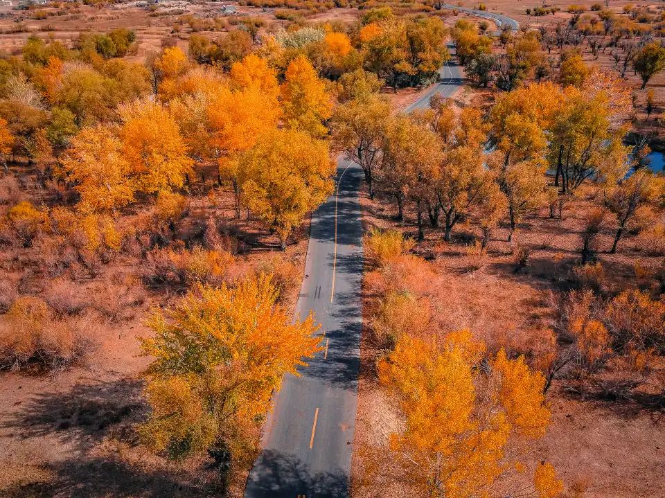 2_Habahe Birch Forest