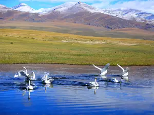 Swan Homeland