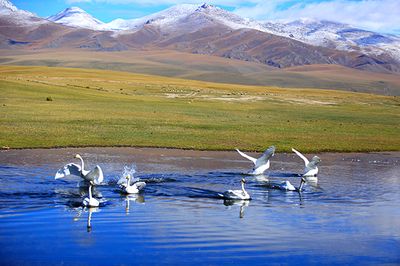 Swan Homeland