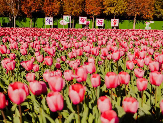Tulip Viewing in Kunming