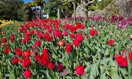Eden Garden