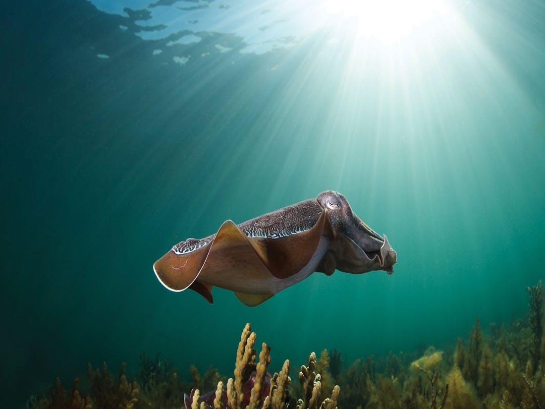 Ílhavo Cuttlefish Festival | Ilhavo