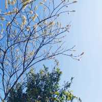 耗體力之行：大埔頭去流水響