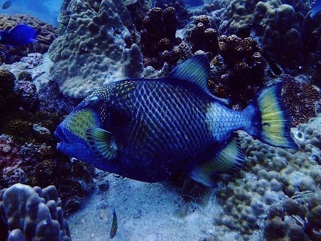 Koh Similan of Thailand