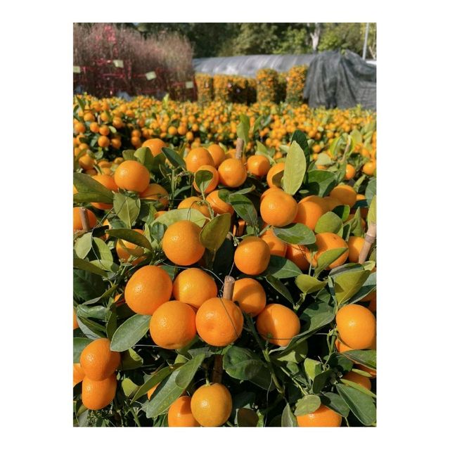 粉嶺#永霖休閒農莊買花啦！一定比花店平，選擇好多嘅！