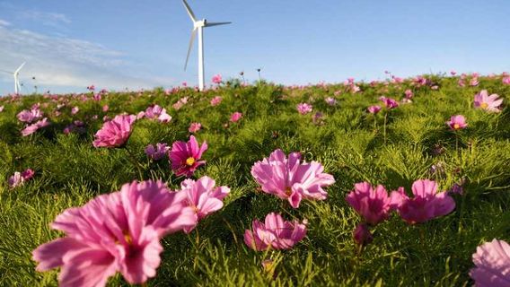 Huitengxile Flower Sea Scenic Area