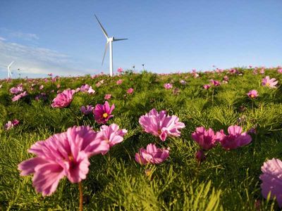 Huitengxile Flower Sea Scenic Area