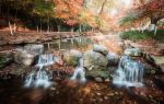 Nine Creeks in the Misty Forest