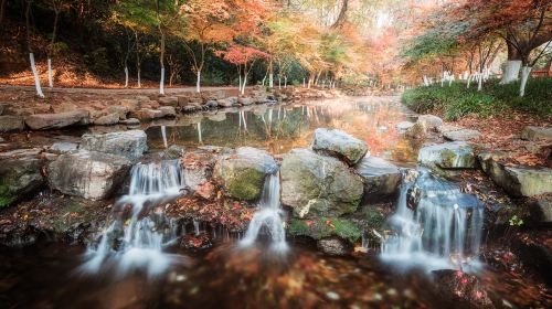 Nine Creeks in the Misty Forest