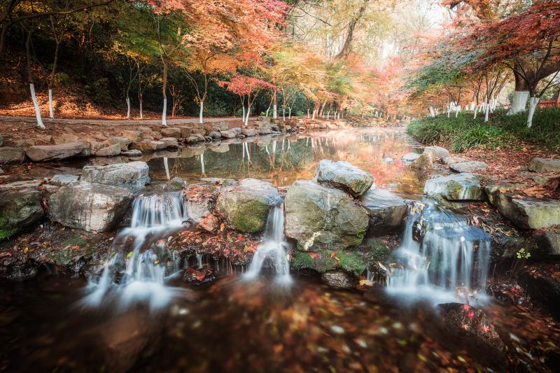 Nine Creeks in the Misty Forest