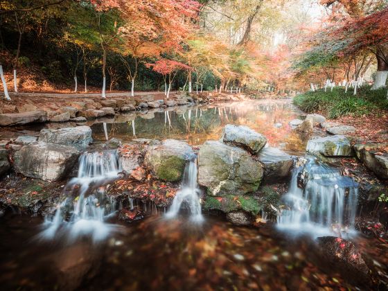 Nine Creeks in the Misty Forest