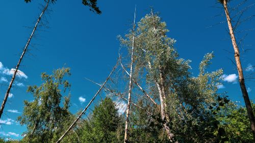 Jinlong Mountain National Forest Park