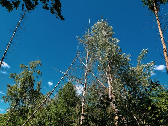 Jinlong Mountain National Forest Park