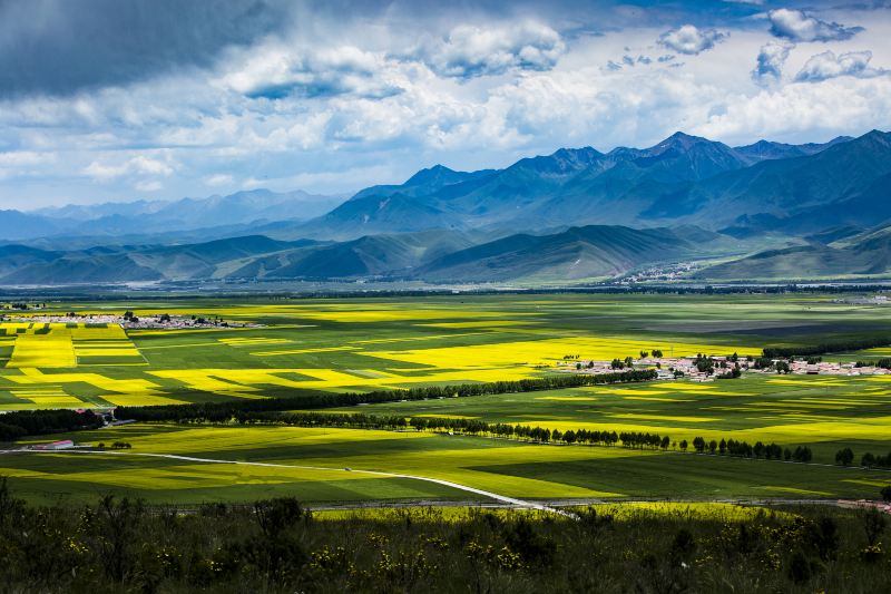 Menyuan Rapeseed Flower Field