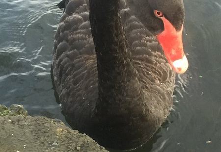 這個公園其實跟別的公司沒有什麼分別, 有個小湖, 湖中有很多