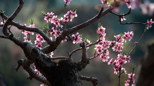 桃花澗