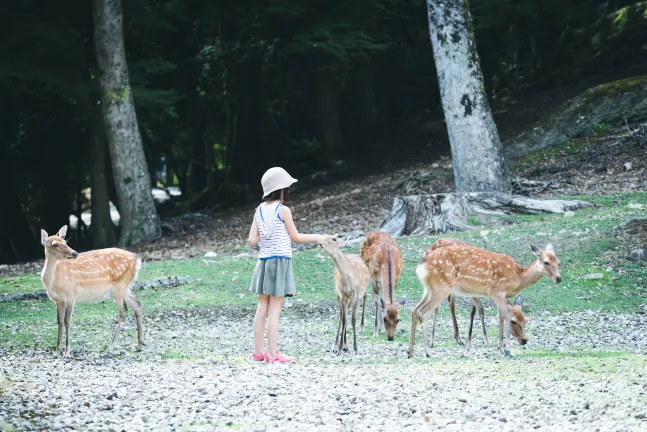 Отели рядом с достопримечательностью «Национальный музей Нары»