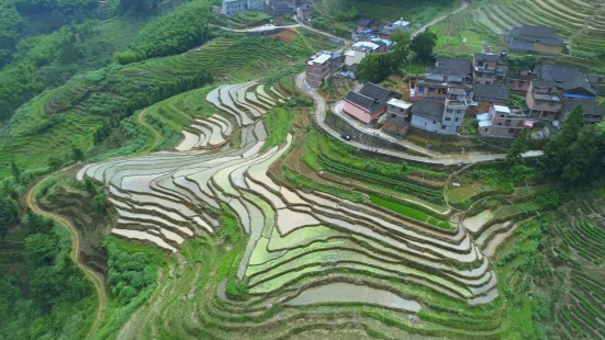 Bamboo Sea Terraces