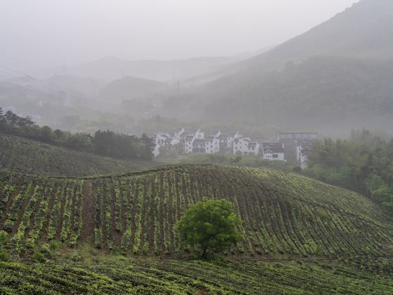 天目湖玉枝特種茶果園芸場