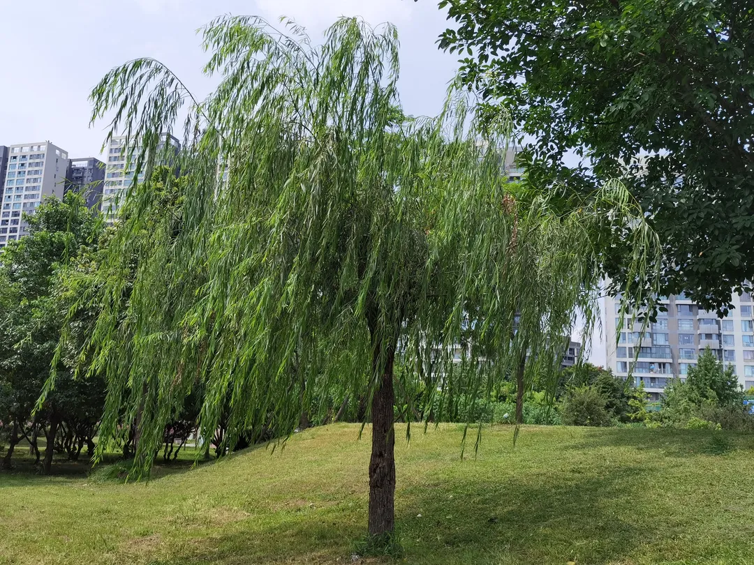 2_Dongpo Leisure Square