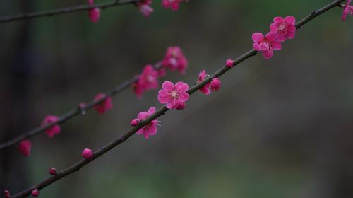 Qianyi Meiyuan