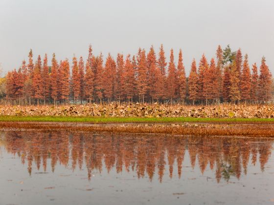 Xiangcheng Wetland Ecology Park