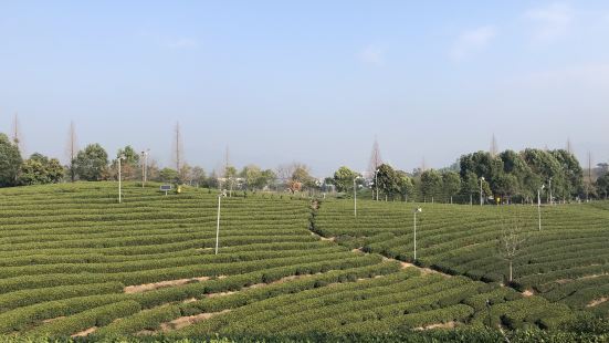 一望无际的茶园，让人觉得心旷神怡，茶园道路高低起伏，并且道路