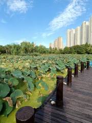 Aquatic Plants Ornamental Area, East District of Yancheng Botanical Garden