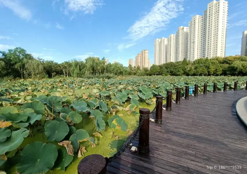 Aquatic Plants Ornamental Area, East District of Yancheng Botanical Garden