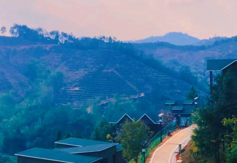 ไร่ชาหลิวปัง