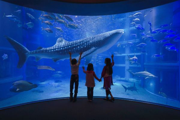 Osaka Aquarium Kaiyukan