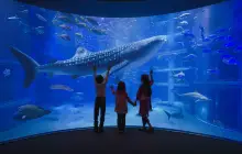 Osaka Aquarium Kaiyukan
