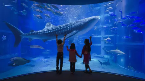 海遊館 attraction in 大阪