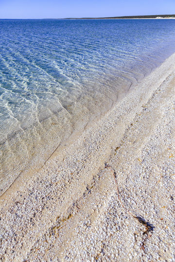 Shell Beach
