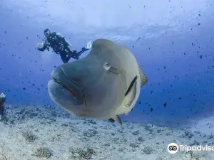 Neco Marine Palau