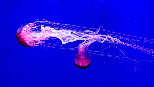 Museum of Jellyfish