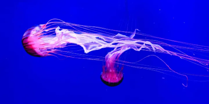 Museum of Jellyfish