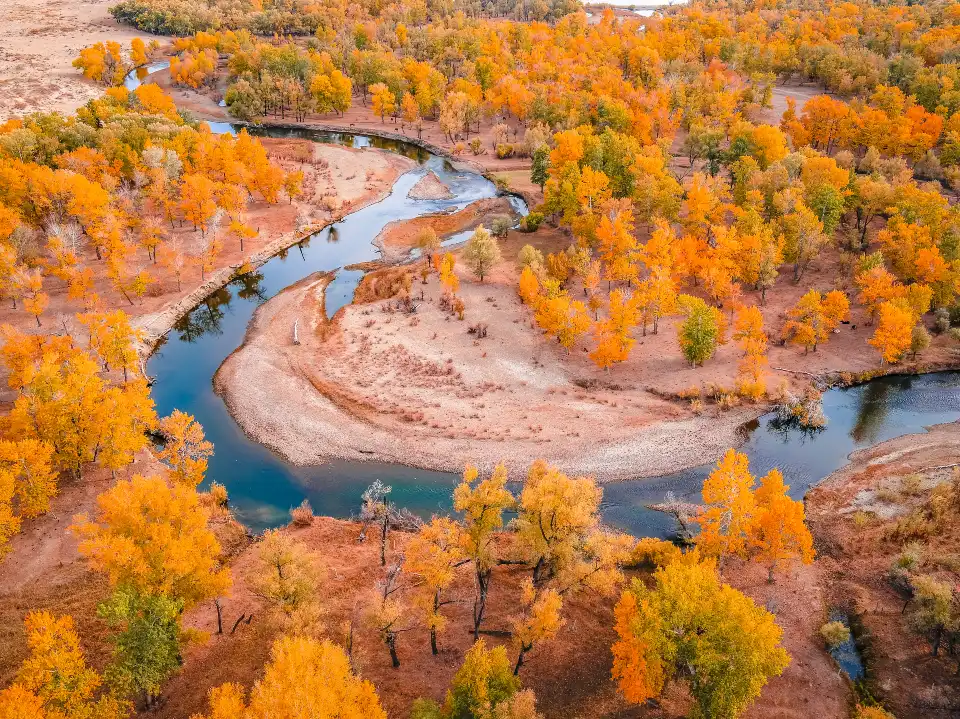 1_Habahe Birch Forest